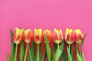 Sette rosso Giallo tulipani di cui su nel uno linea a parte inferiore di Immagine su rosa carta sfondo. La madre di giorno. marzo 8 Da donna giorno. nonna giorno. contento compleanno. Pasqua. San Valentino giorno. posto per testo. foto