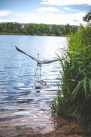 grande uccello airone vola al di sopra di il lago foto