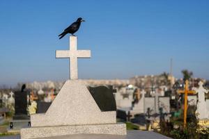 un' nero Corvo si siede su il attraversare di un' tomba nel un' cimitero. foto