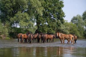 un' mandria di cavalli nel il fiume foto