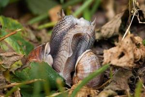 Due lumache bacio foto