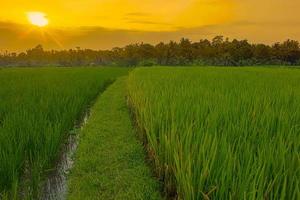 un' bellezza tramonto su riso campo foto