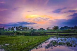 un' bellezza tramonto su riso campo foto