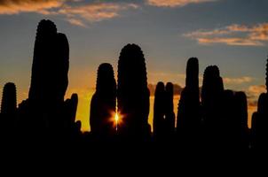 deserto Visualizza con cactus foto