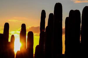 deserto Visualizza con cactus foto