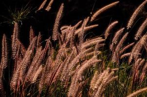 asciutto Grano avvicinamento foto