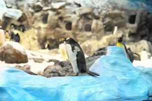 colonia di pinguini foto
