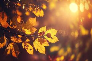 autunno le foglie su il sole e sfocato alberi . autunno sfondo foto