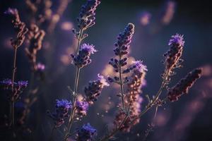 fioritura flagrante lavanda fiori su un' campo, avvicinamento viola sfondo foto