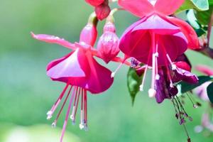 bellissimo fiori avvicinamento foto