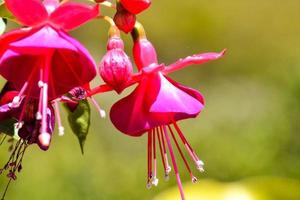 bellissimo fiori avvicinamento foto