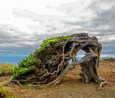 morto albero su il scogliera foto