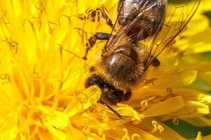 miele ape coperto con giallo polline bevanda nettare, impollinazione giallo dente di leone fiore. ispirazione naturale floreale primavera o estate fioritura giardino sfondo. vita di insetti. macro, vicino su foto