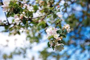 bellissimi fiori di melo bianco in primavera. sfondo con albero di mele in fiore. giardino o parco di fioritura primaverile floreale naturale ispiratore. disegno artistico floreale. messa a fuoco selettiva. foto