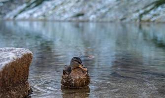 dignitoso femmina mallardo anatra pulizia piume e potabile freddo montagna lago acqua. uccelli nuoto nel tatra nero stagno nel nazionale parco nel Polonia. alp alto montagna paesaggio nel il sfondo. foto