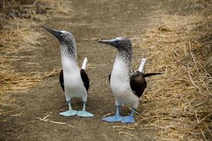 coppia di blu piedi tonto guardare per loro giusto nel un' divertente modo foto