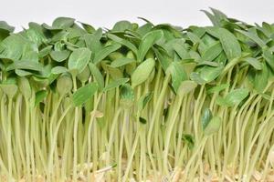 verdure microgreens germogli, in crescita e salutare mangiare concetto. foto