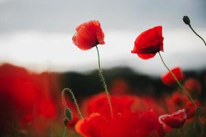 il fiori - un' papavero nel il campo. il buio cielo foto