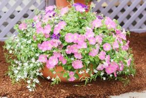 petunia, petunie nel vassoio, petunia nel piatto foto