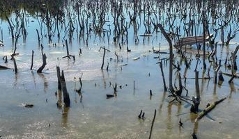 distrutto mangrovia foresta scenario, distrutto mangrovia foresta è un ecosistema quello ha stato gravemente degradato o eliminato come per urbanizzazione, e inquinamento. Aiuto prendere cura di il mangrovia foresta. foto