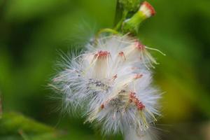 sintrong craniocefalo crepidioide è un' genere di pianta appartenente per il Asteraceae tribù. Questo pianta è comunemente trovato come un' erba su cigli stradali, nel giardini foto