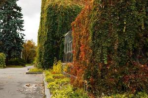 autunno vite rosso e verde le foglie decorare pietra parete e di legno porta cespuglio crescite a partire dal argilla foto