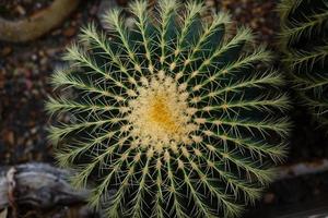 selettivo messa a fuoco vicino su superiore Visualizza tiro su d'oro barile cactus echinocactus grusonii grappolo foto