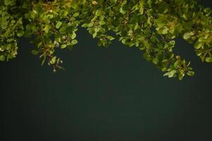 naturale verde sfondo con selettivo messa a fuoco foto