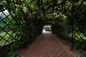 sentiero nel il cortile con fiori foto