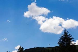 domestico maiale su il sfondo di selvaggio foresta, selvaggio cinghiale, montagne, turismo, verdura sfondo, maialino da latte, vicino su viso porcellino foto