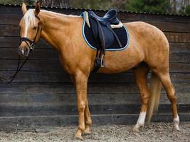 Marrone cavallo sta nel un' prato e sembra foto