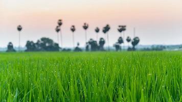 riso campi, riso pianta, Oryza sativa nel il indiano villaggio foto