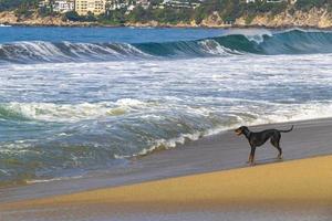 nero cane in esecuzione a piedi lungo il spiaggia e onde Messico. foto