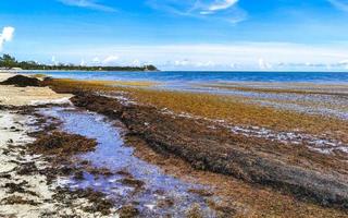 bellissimo caraibico spiaggia totalmente sporco sporco cattiva alga marina problema Messico. foto