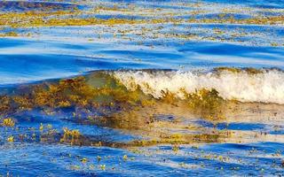 molto disgustoso spiaggia acqua con rosso alga marina sargazo caraibico Messico. foto