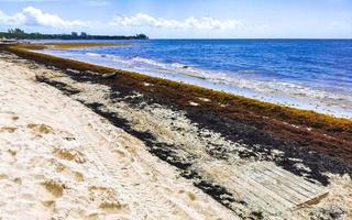 bellissimo caraibico spiaggia totalmente sporco sporco cattiva alga marina problema Messico. foto