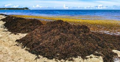 bellissimo caraibico spiaggia totalmente sporco sporco cattiva alga marina problema Messico. foto