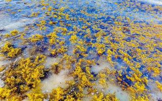 molto disgustoso spiaggia acqua con rosso alga marina sargazo caraibico Messico. foto