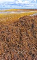 bellissimo caraibico spiaggia totalmente sporco sporco cattiva alga marina problema Messico. foto