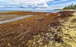 bellissimo caraibico spiaggia totalmente sporco sporco cattiva alga marina problema Messico. foto