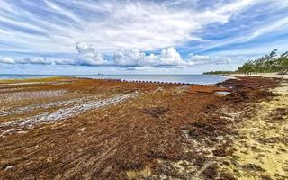 bellissimo caraibico spiaggia totalmente sporco sporco cattiva alga marina problema Messico. foto