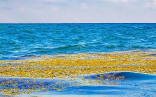 molto disgustoso spiaggia acqua con rosso alga marina sargazo caraibico Messico. foto