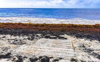 bellissimo caraibico spiaggia totalmente sporco sporco cattiva alga marina problema Messico. foto