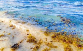 molto disgustoso spiaggia acqua con rosso alga marina sargazo caraibico Messico. foto