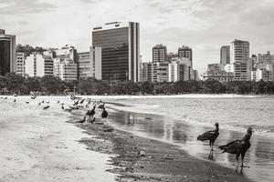 avvoltoi neri tropicali e piccioni spiaggia di botafogo rio de janeiro. foto