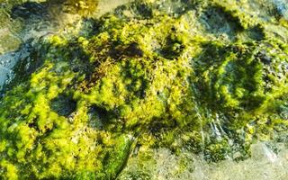 pietre rocce coralli turchese verde blu acqua su spiaggia Messico. foto