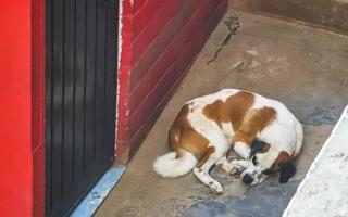 stanco pigro grande cani dire bugie in giro dopo mangiare nel Messico. foto