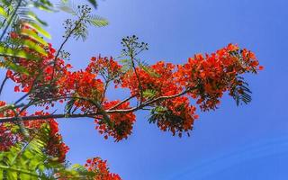 bellissimo albero di fiamma tropicale fiori rossi sgargianti delonix regia messico. foto