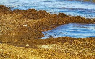 caraibico spiaggia totalmente sporco sporco cattiva alga marina inquinamento problema Messico. foto