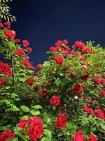 bellissimo rosso Rose sotto il notte cielo